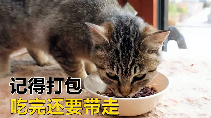 狸花猫每天都上门来找要食物，自己吃饱了就要带走，为了养孩子脸皮得厚，3个月前还送过屋主礼物 - 天天要闻