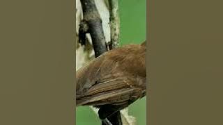 cililin sambung Lovebird