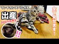 猫の出産【ベンガル×マンチカン】感動と笑いの子猫誕生まで全て見せます！