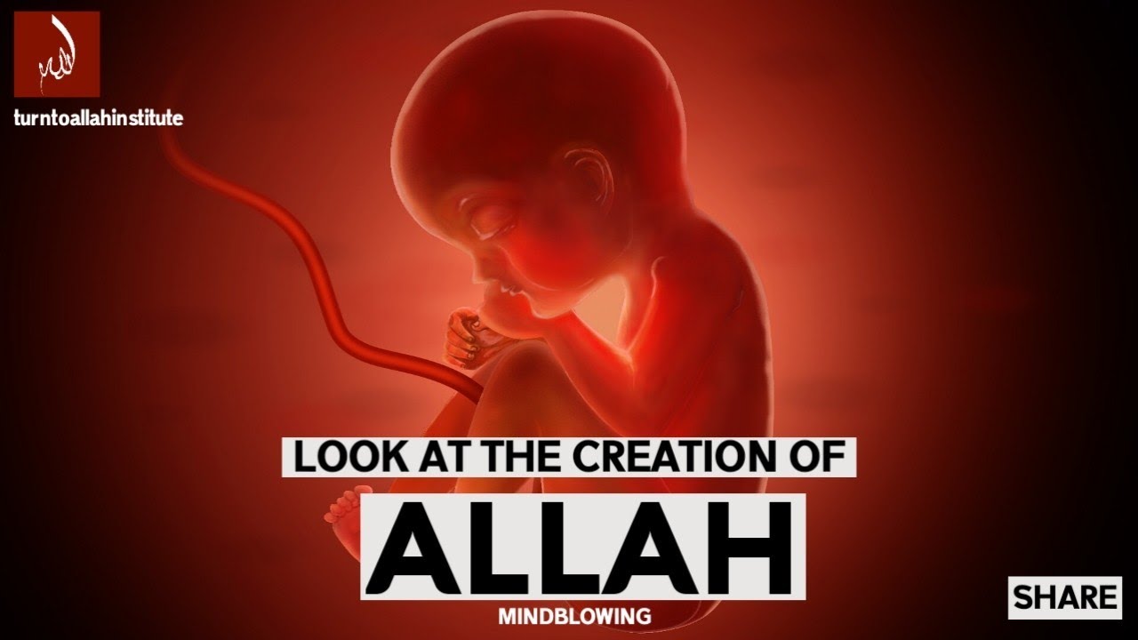 Look at the Creation - Miracles of Allah (swt) | - [Say Alhamdulillah