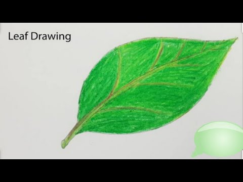 Easy & simple colouring // Leaf Drawing //Leaf colouring for Children's ...