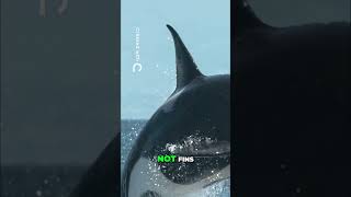 Whales With Legs The Bizarre Evolutionary Journey #shorts #prehistoric #animalfacts