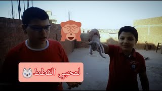 أنقذنا أجمل قطه في العالم/The process of saving a cat from death and she needed help