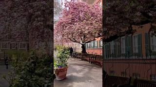 You can’t miss this secret garden in London 🌸 #shortsvideo #londontravels