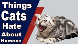 Top 10 Things Cats Hate About Humans by Pets and Animals 378 views 3 years ago 5 minutes, 37 seconds