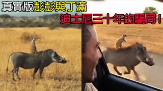 [生物放大鏡] 彭彭與丁滿的黑暗真相 | 其實彭彭吃丁滿!? | 迪士尼的騙局!?