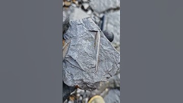 Searching for Belemnite Squid Fossils on the beach! 🌊🦑 #fossilhunting #fossils #shorts #coast #rock