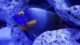 Yellowface Angelfish Pomacanthus xanthometopon 4K