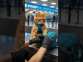 When TSA catches you smuggling catnip 😼✈️ Panic mode activated now #catnip #TSA #travel