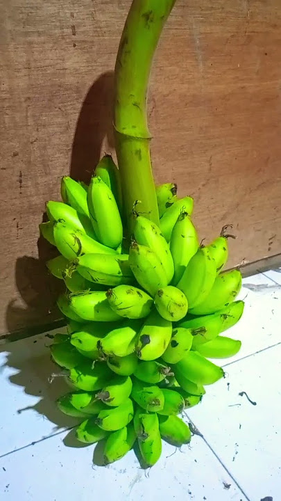 Perbedaan Pisang Mas dan Pisang Barlin #short #shorts #pisang #pisangbarlin #pisangmas