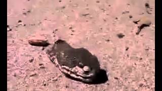 Cut Off The Head Of A Snake Attack Cut Off The Head Of A Snake Attack