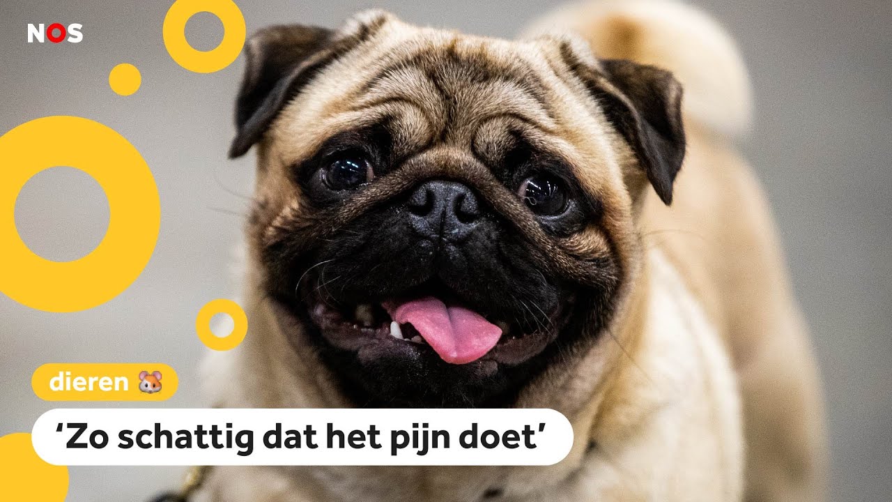 Nieuwe campagne: Koop geen dieren om hun uiterlijk