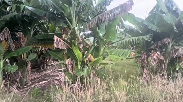 Đất Bình Chánh mặt tiền đường thông gần chợ khu công nghiệp Cầu Tràm 1km đường Đinh Đức Thiện về Q6/