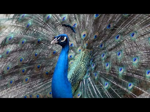 Fancy Peacocks Roam Around the Zoo