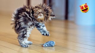 10 Minutes Of Adorable Kittens by Animals Fun Time 1,077 views 3 months ago 12 minutes, 12 seconds