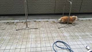 台風１５号のベランダ　190909-1