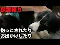 保護犬ボーダーコリー・抱っこされる→固まる【8-9日目】