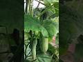 Cucumber 🥒 cultivation in my rooftop garden #shortvideo #cucumber #garden #nature #viral #trending