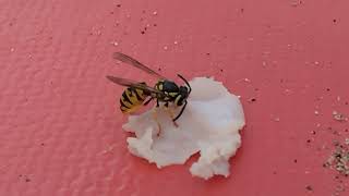 Feeding Vespula germanica at the beach by Wasp Journals 570 views 8 months ago 1 minute, 23 seconds
