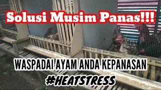 musim panas! menanggulangi ayam kepanasan pada siang hari