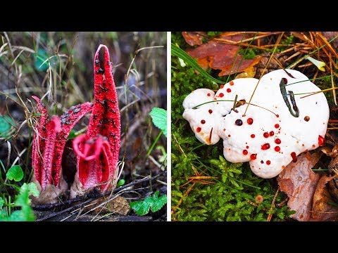 Video: I funghi bianchi che crescono nel tuo giardino sono velenosi?