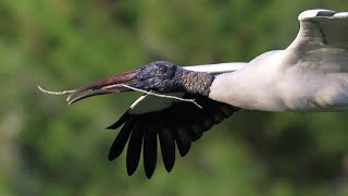 Wood Storks in flight
