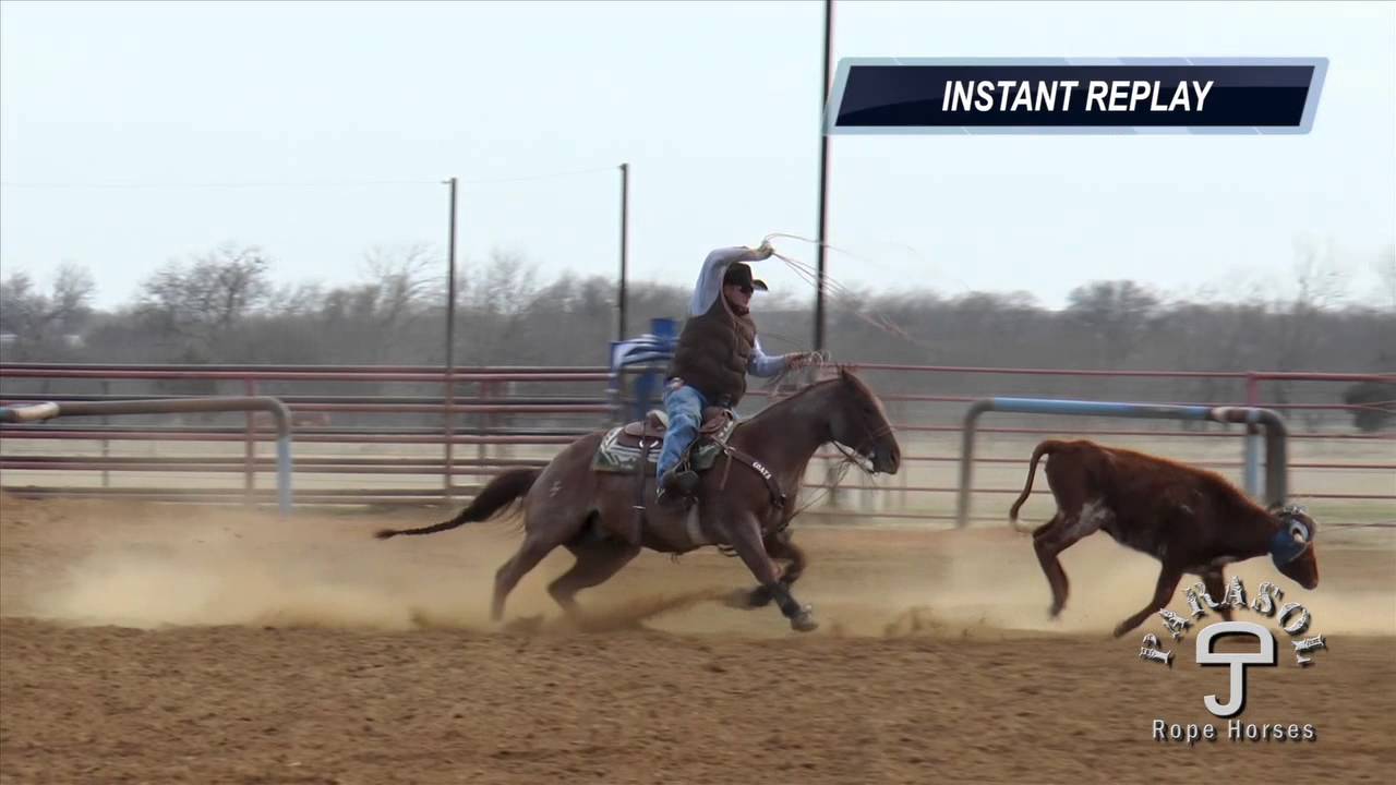 Shooter Head Heel Horse For Sale Youtube