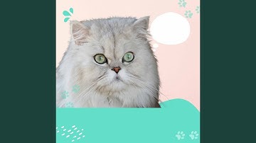 Urbane Backdrops for Quiet Kitten