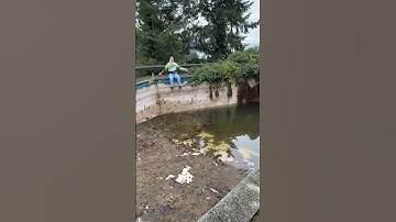 we cleaned our abandoned pool