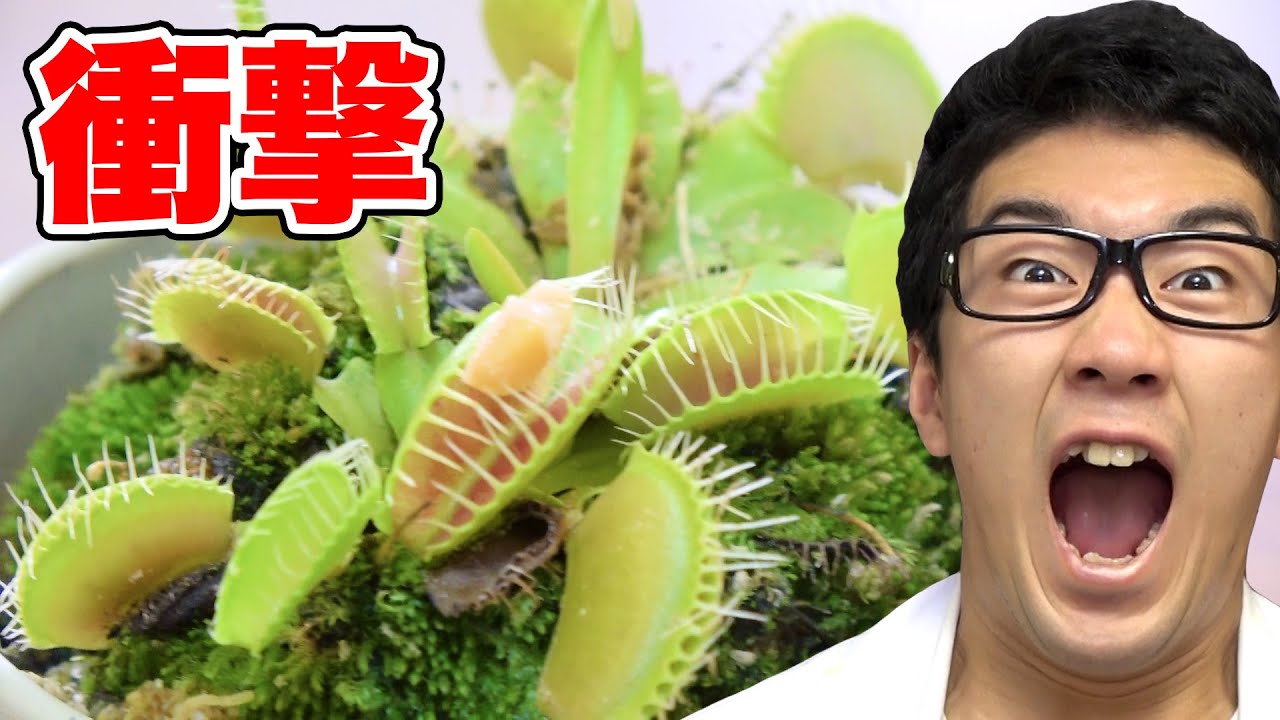実験 食虫植物に納豆や高級食材食べさせてみた Youtube