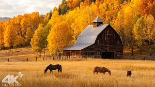 Beautiful Autumn Forest 4K 🍁 Peaceful Nature Sounds, Healing Music & Deep Relaxation screenshot 5