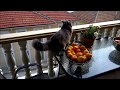 Romeo the Nebelung cat の動画、YouTube動画。