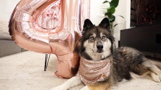 Kakoa's 4th Birthday! by The Husky Fam 39,423 views 2 years ago 7 minutes, 14 seconds