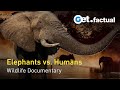 Elephants Up Close: Botswana&#39;s Largest Mammals in a Changing World | Full Documentary