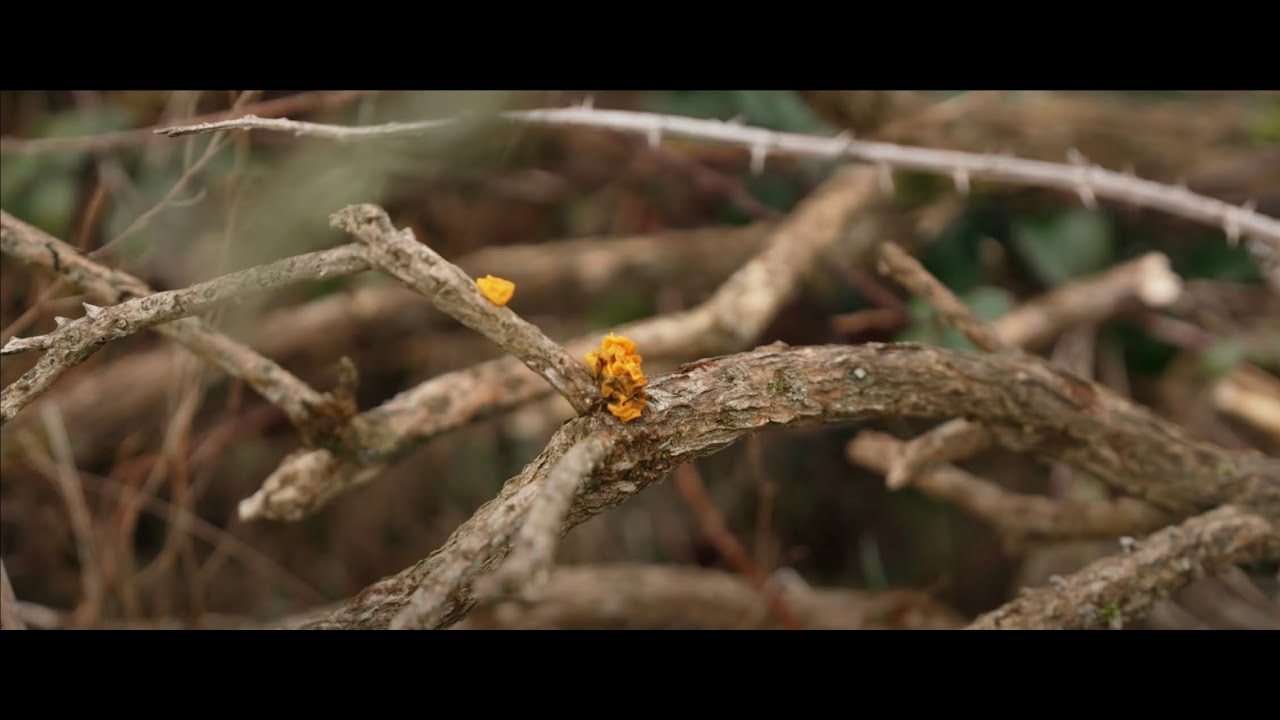 #GowerWatch Winter Special - Yellow Brain fungus