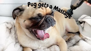 PUG gets a Deep Tissue MASSAGE (In Quarantine) by Thor the Toronto Pug 12,027 views 3 years ago 49 seconds