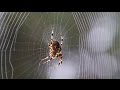 Spider spinning its web  time lapse