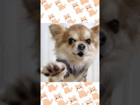 頑張って元ネタ!頑張れ〜🤚ワン✨