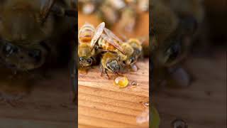 beehive bee honey yemenihoney honeybee insect nature rarehoney pollinator