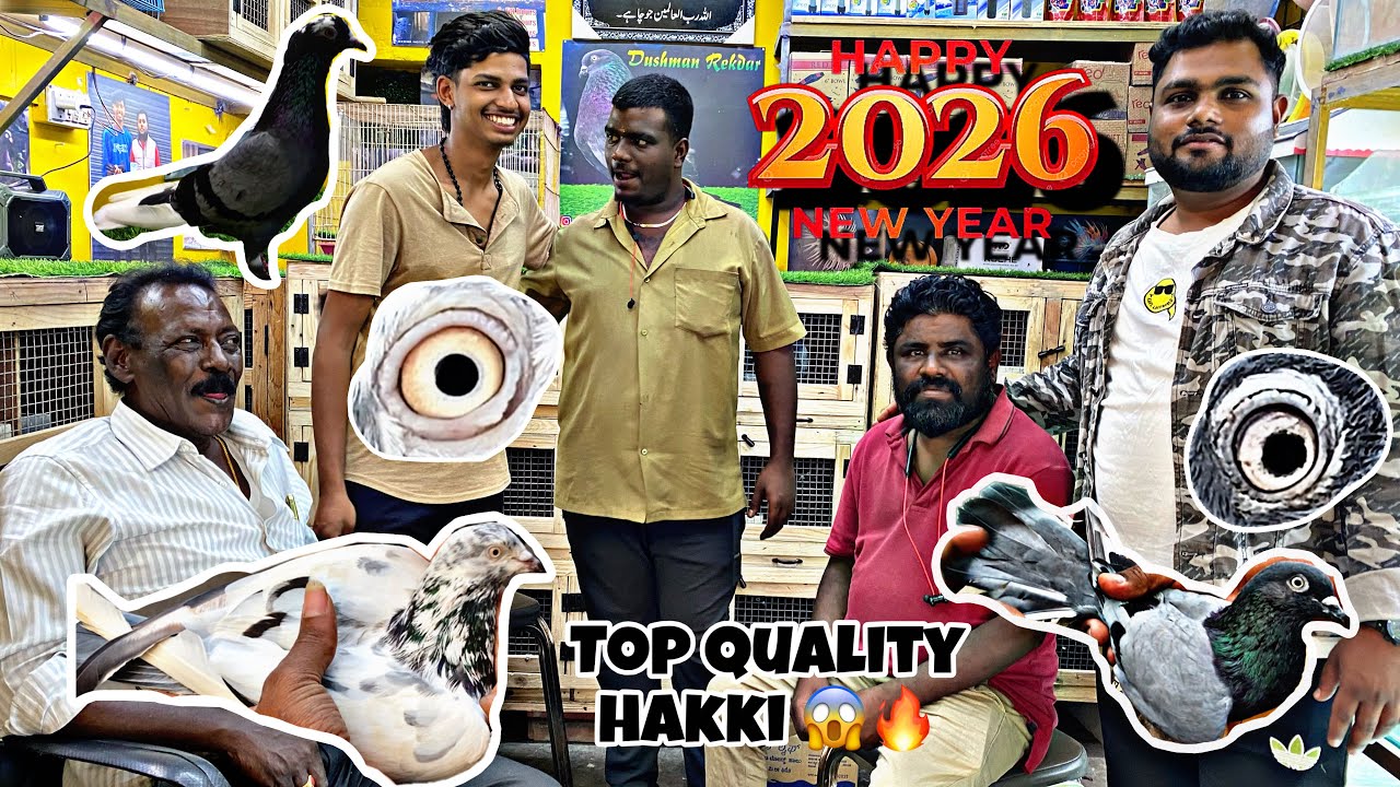 Top quality pigeon for sale new year offer in Bangalore 2026😱🔥👉 87925 32991