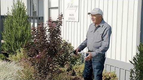Pruning your Black Diamond Crapemyrtles for more flowers
