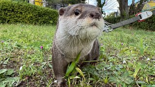 カワウソと赤ちゃんの軌跡（後編）Otter and Baby Tracks (Part ２) by ma ko 6,820 views 12 days ago 12 minutes, 36 seconds