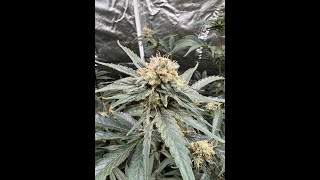 grow 19 mid flower