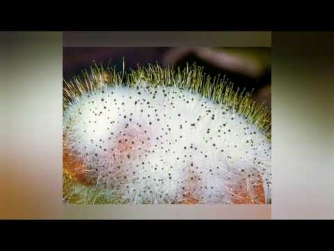 Выращивание плесени Мукора и Пеницилла в домашних условиях.