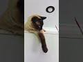 Siamese cat plays with a stick