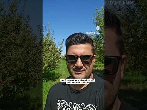 نکته برای باردهی گردو گردو درخت باغ آموزشی