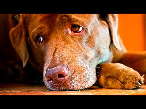 Video: Kajian RSPCA Menunjukkan Orang Mengamalkan Anjing Berdasarkan Kerana Media Sosial 