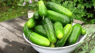 Маринованные огурчики, секретный рецепт) Маринованные огурчики, секретный рецепт)