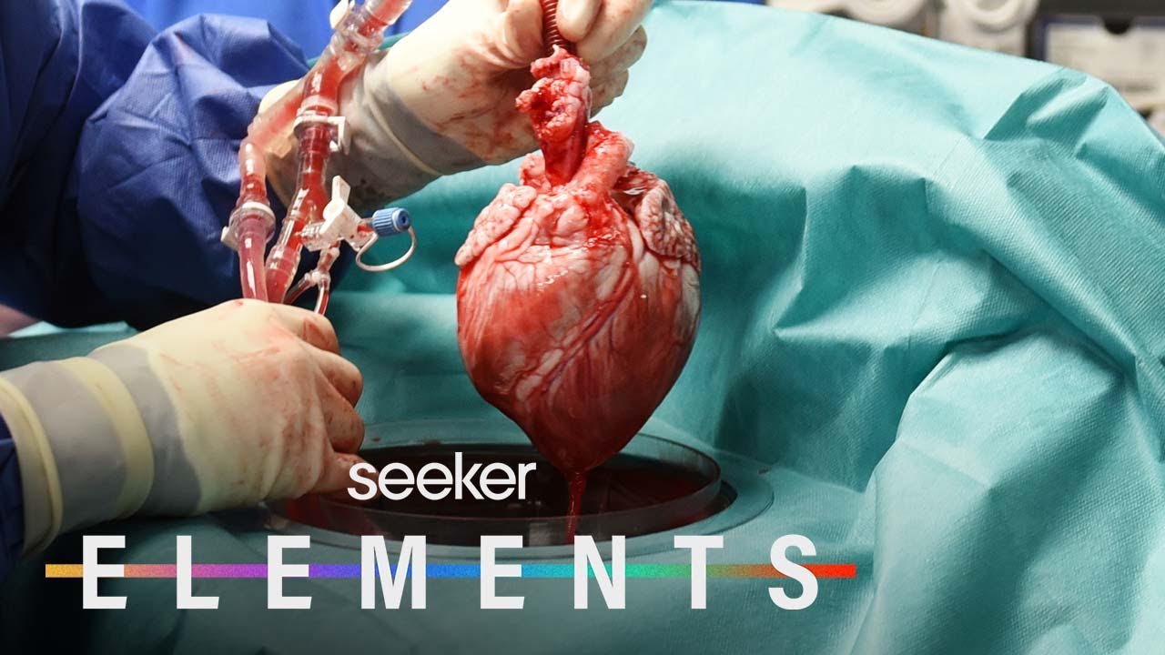 Inside the First Ever Pig-to-Human Heart Transplant - YouTube