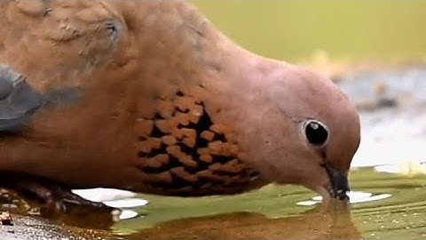 Surah An-Najm (Be Heaven) Omar Hisham & Qari nasr ullah سورة النجم